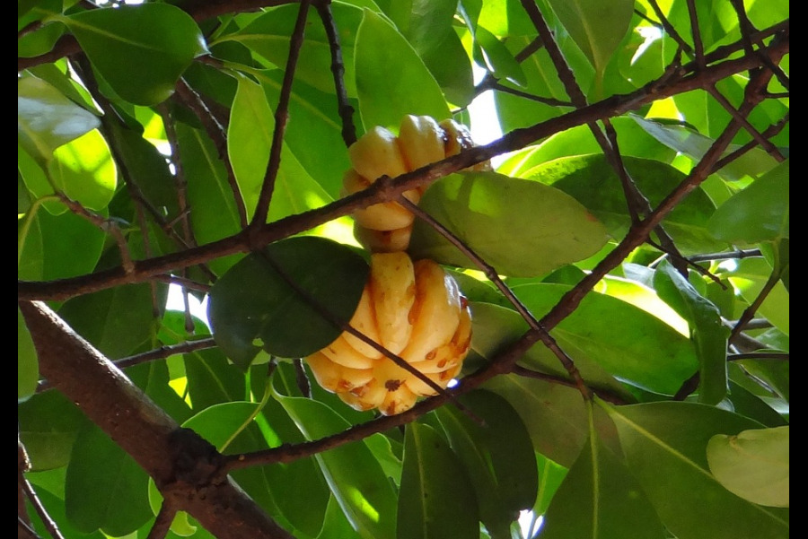 Przewodnik po suplementach – Garcinia Cambogia