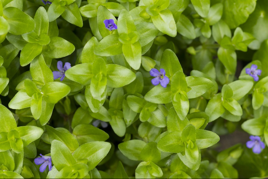 Bacopa monnieri