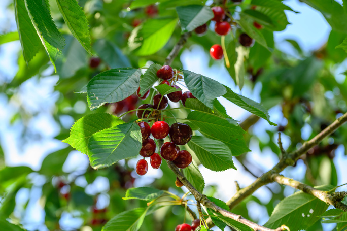 Real Foods - Czereśnie Suszone Dried cherries 500g